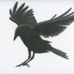 Crow Drawing Detailed Sketch