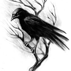 Crow Drawing Hand Drawn