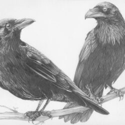 Crow Drawing Hand Drawn Sketch