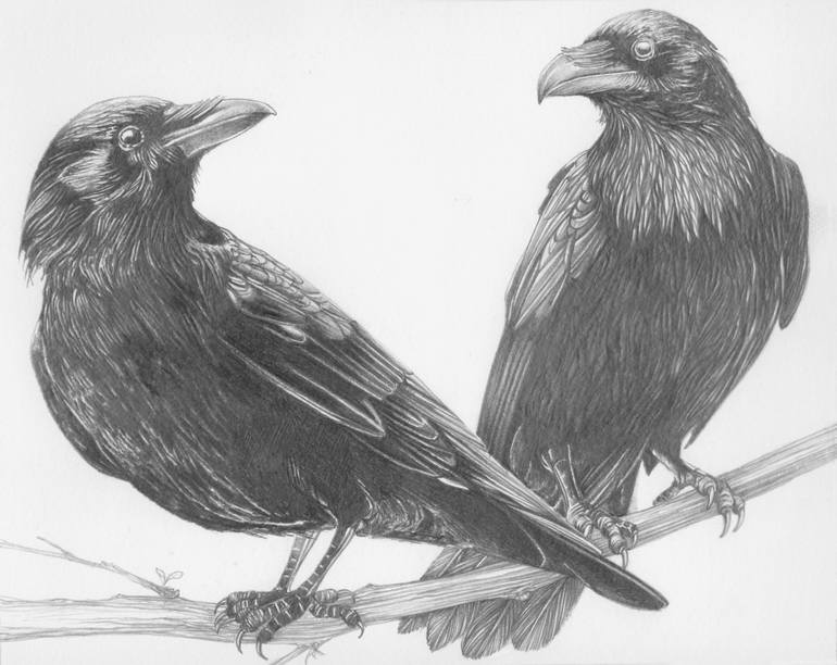 Crow Drawing Hand Drawn Sketch