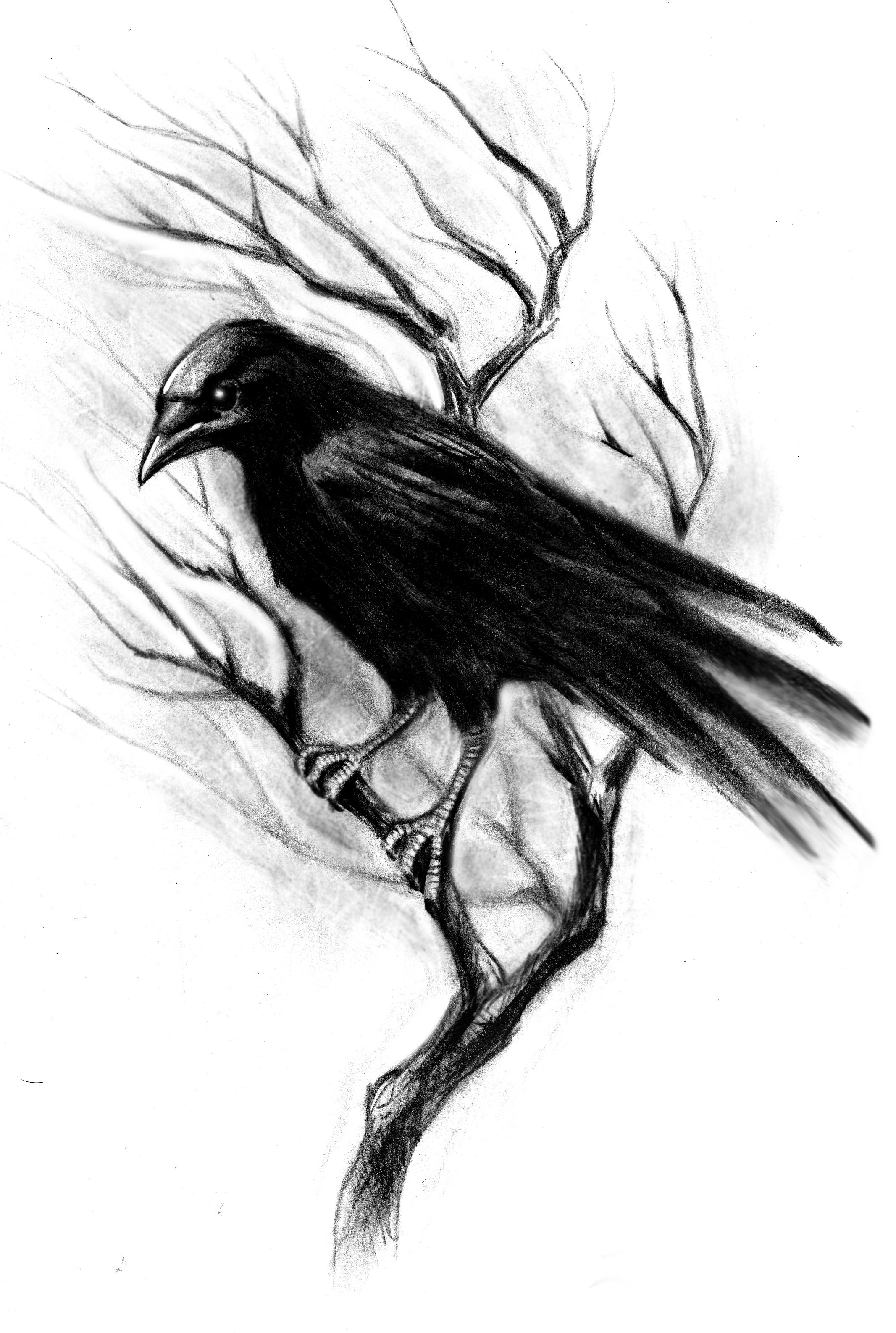 Crow Drawing Hand Drawn