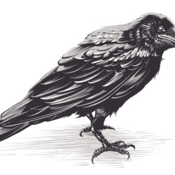 Crow Drawing Image