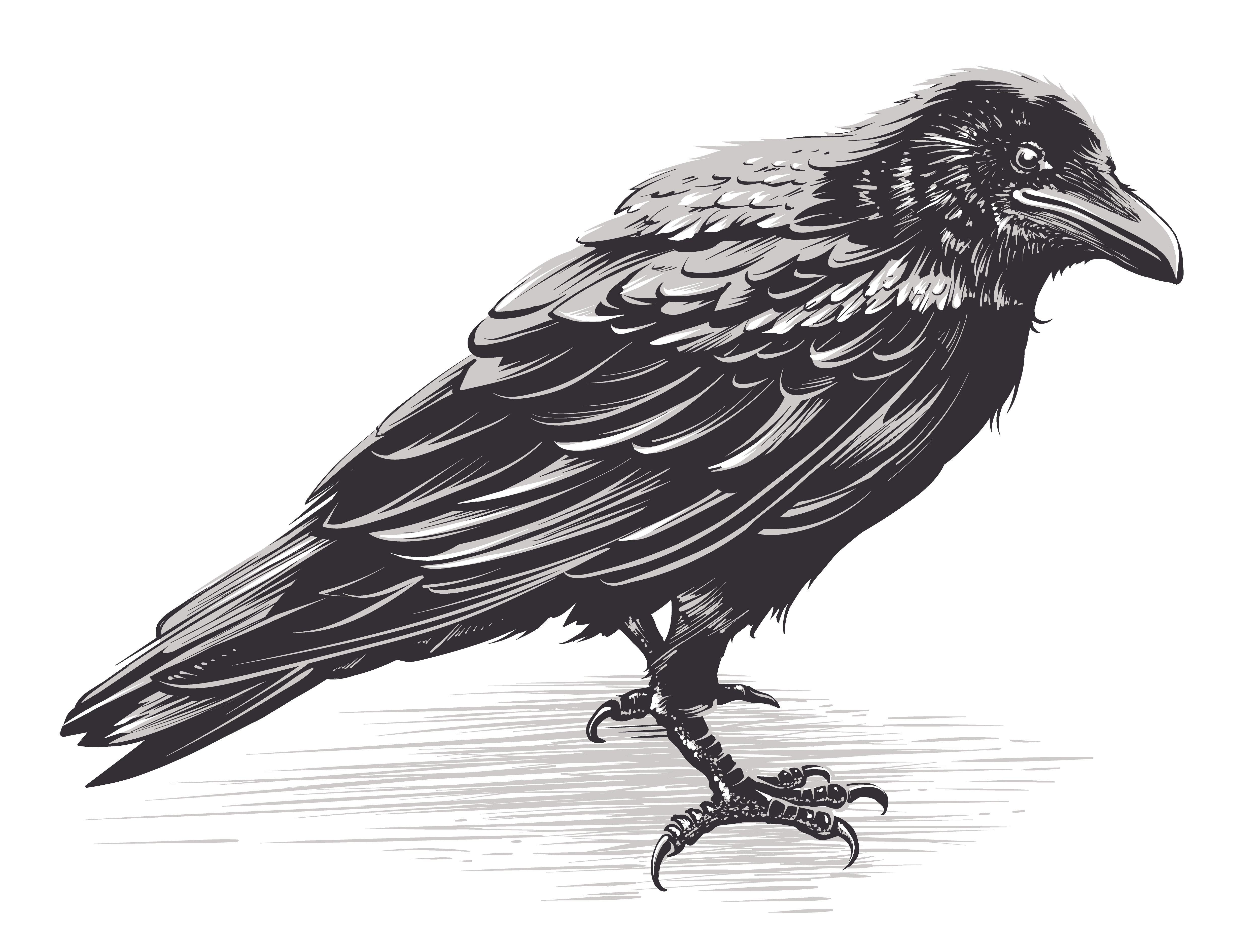 Crow Drawing Image