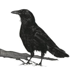 Crow Drawing Modern Sketch