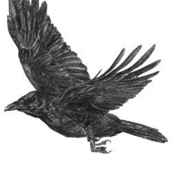 Crow Drawing Photo