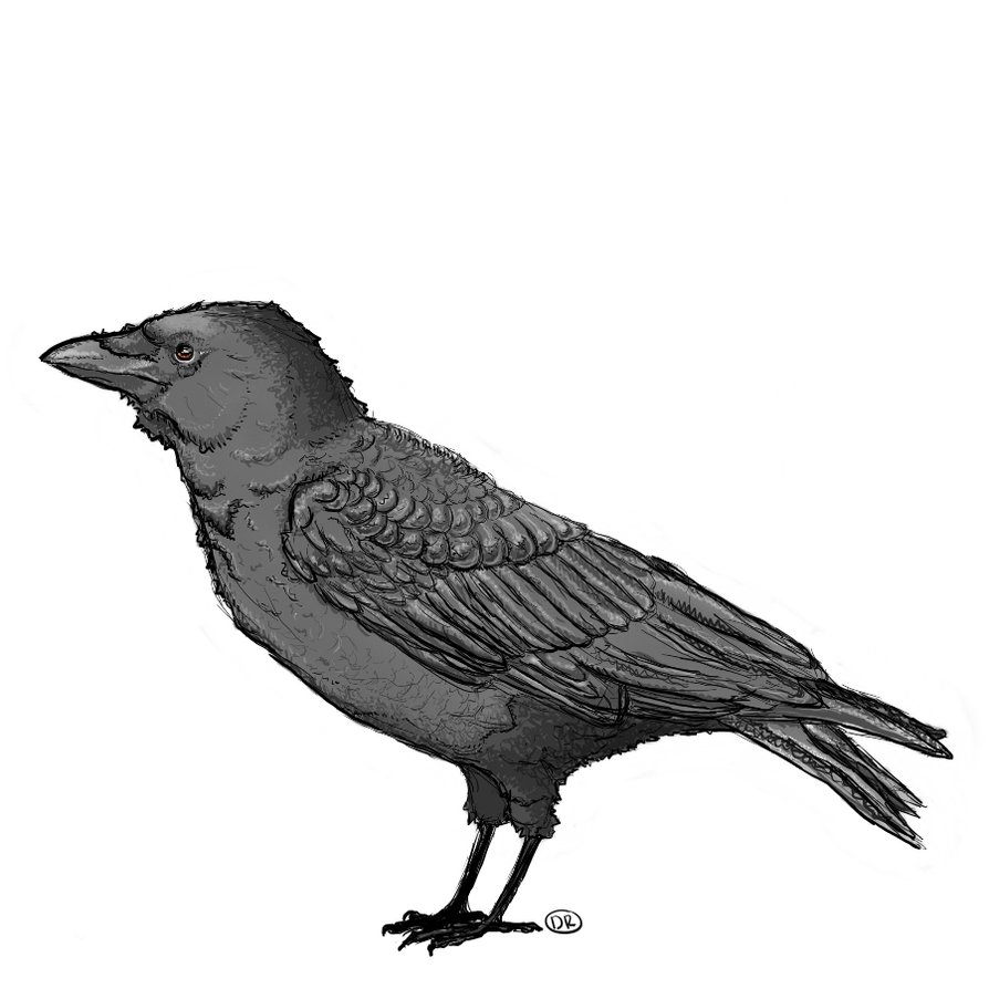Crow Drawing Picture