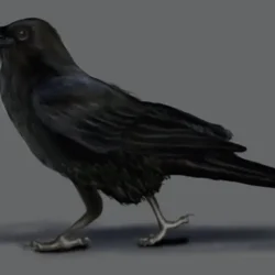 Crow Drawing Professional Artwork