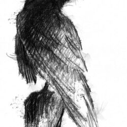 Crow Drawing Realistic Sketch