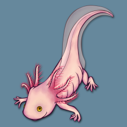 Cute Axolotl Drawing Modern Sketch