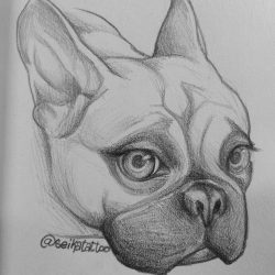 Cute Bulldog Drawing