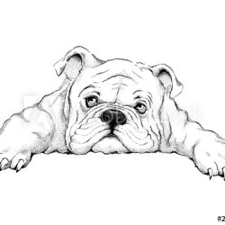 Cute Bulldog Drawing Amazing Sketch