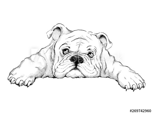 Cute Bulldog Drawing Amazing Sketch