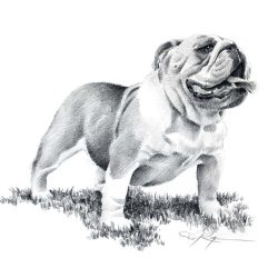 Cute Bulldog Drawing Art