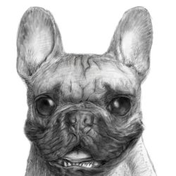 Cute Bulldog Drawing Artistic Sketching