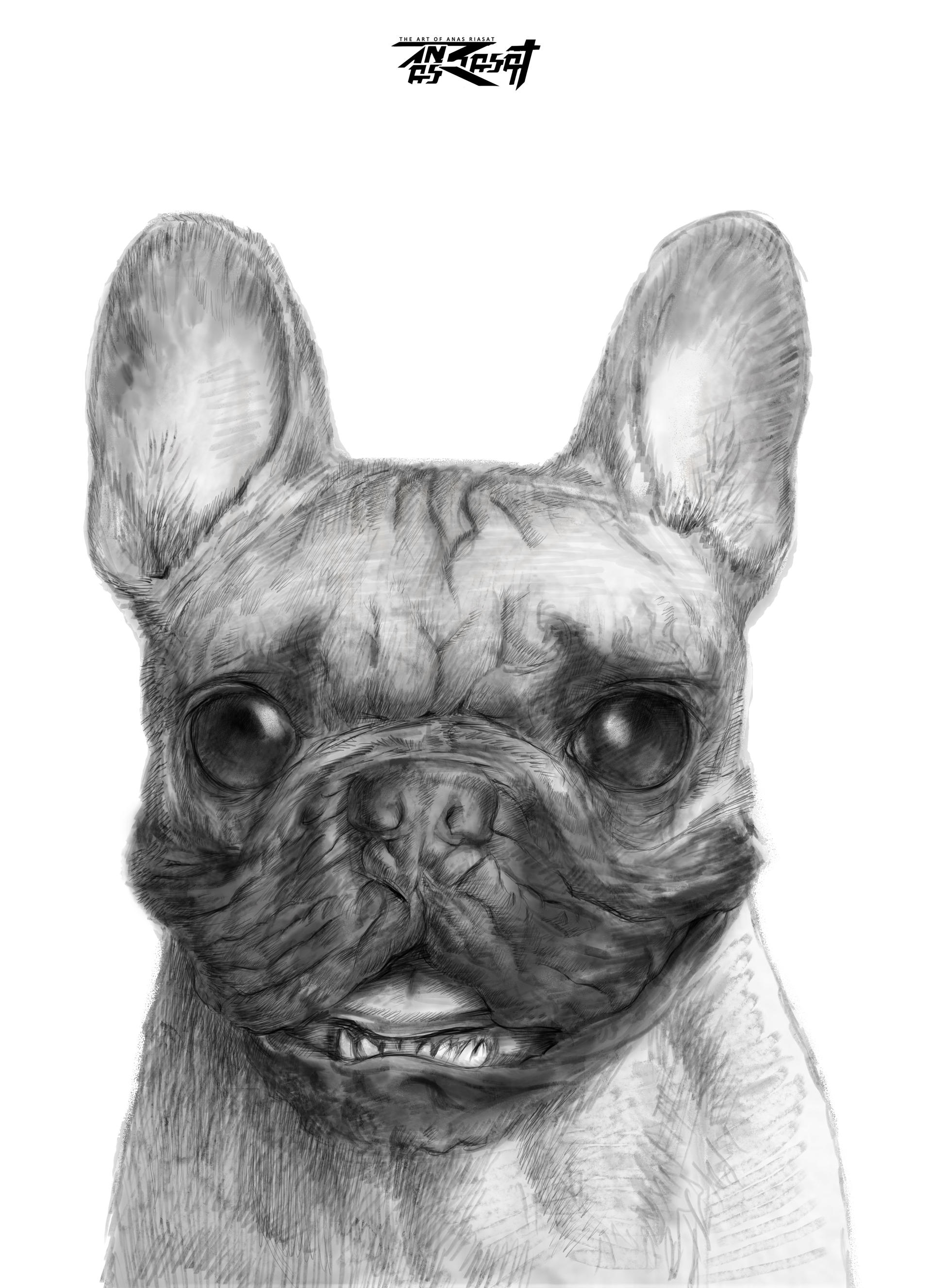 Cute Bulldog Drawing Artistic Sketching