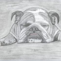 Cute Bulldog Drawing Hand drawn