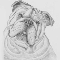 Cute Bulldog Drawing Hand drawn Sketch