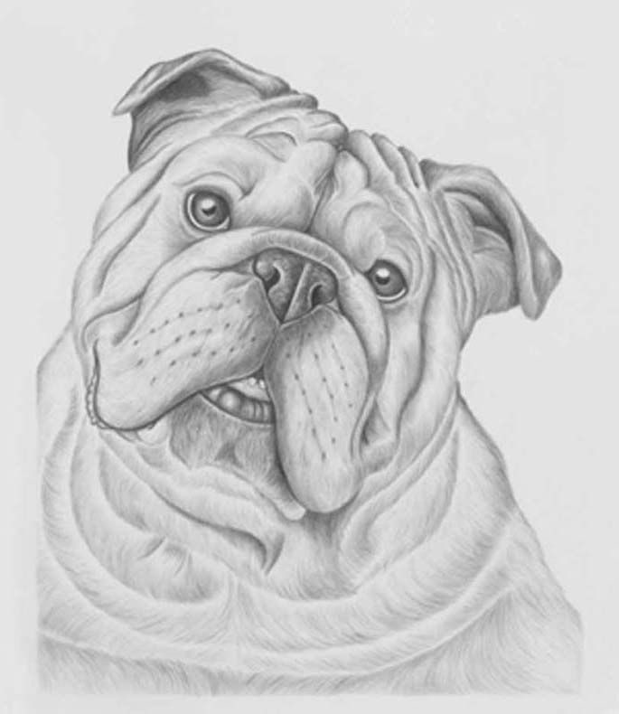 Cute Bulldog Drawing Hand drawn Sketch