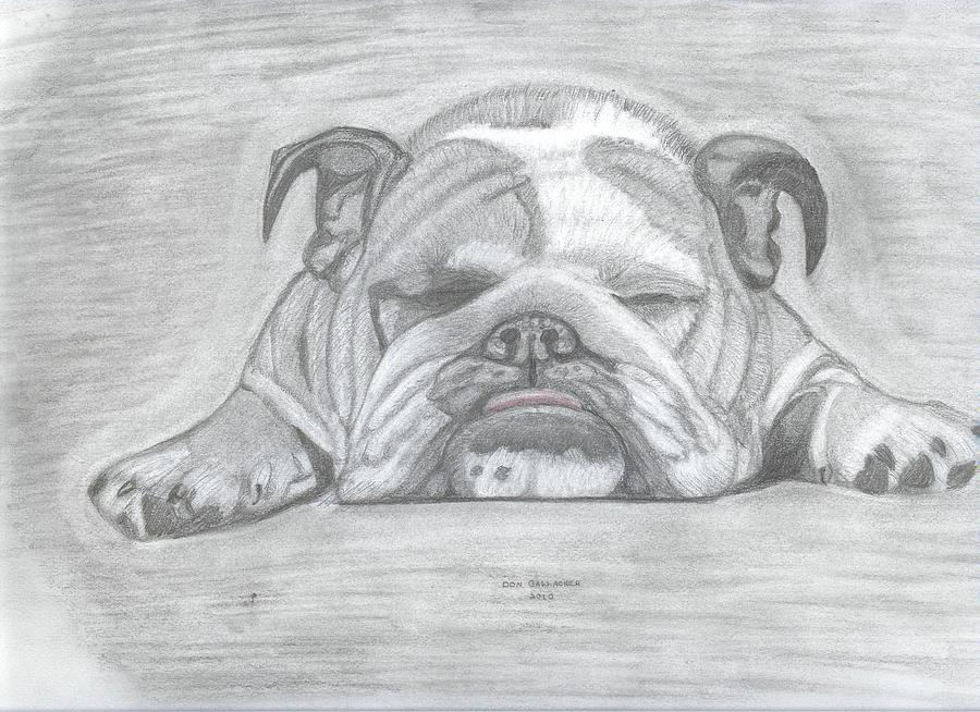 Cute Bulldog Drawing Hand drawn