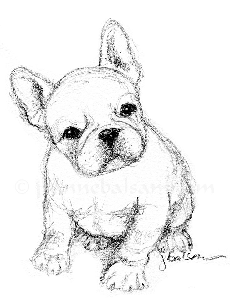 Cute Bulldog Drawing Intricate Artwork
