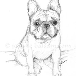 Cute Bulldog Drawing Modern Sketch