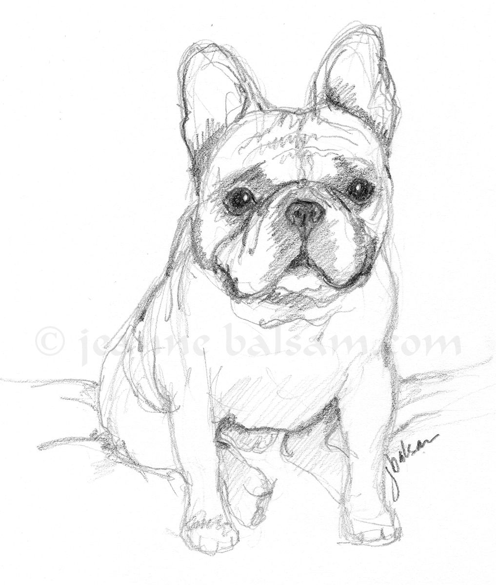Cute Bulldog Drawing Modern Sketch