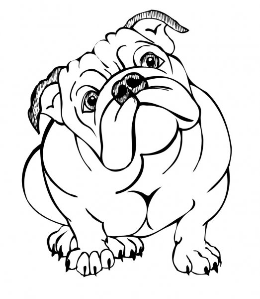 Cute Bulldog Drawing Sketch