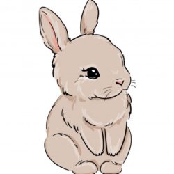 Cute Bunny Drawing Sketch