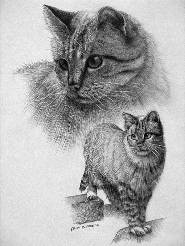 Cute Cat Drawing Modern Sketch