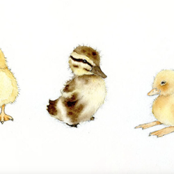 Cute Duck Drawing Modern Sketch