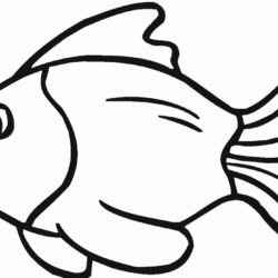 Cute Fish Drawing Photo