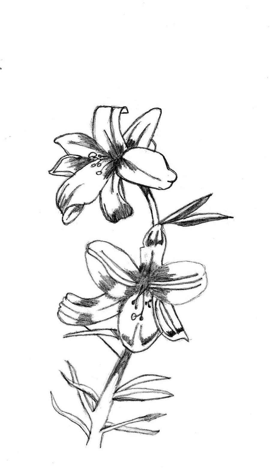 Cute Flower Drawing Artistic Sketching