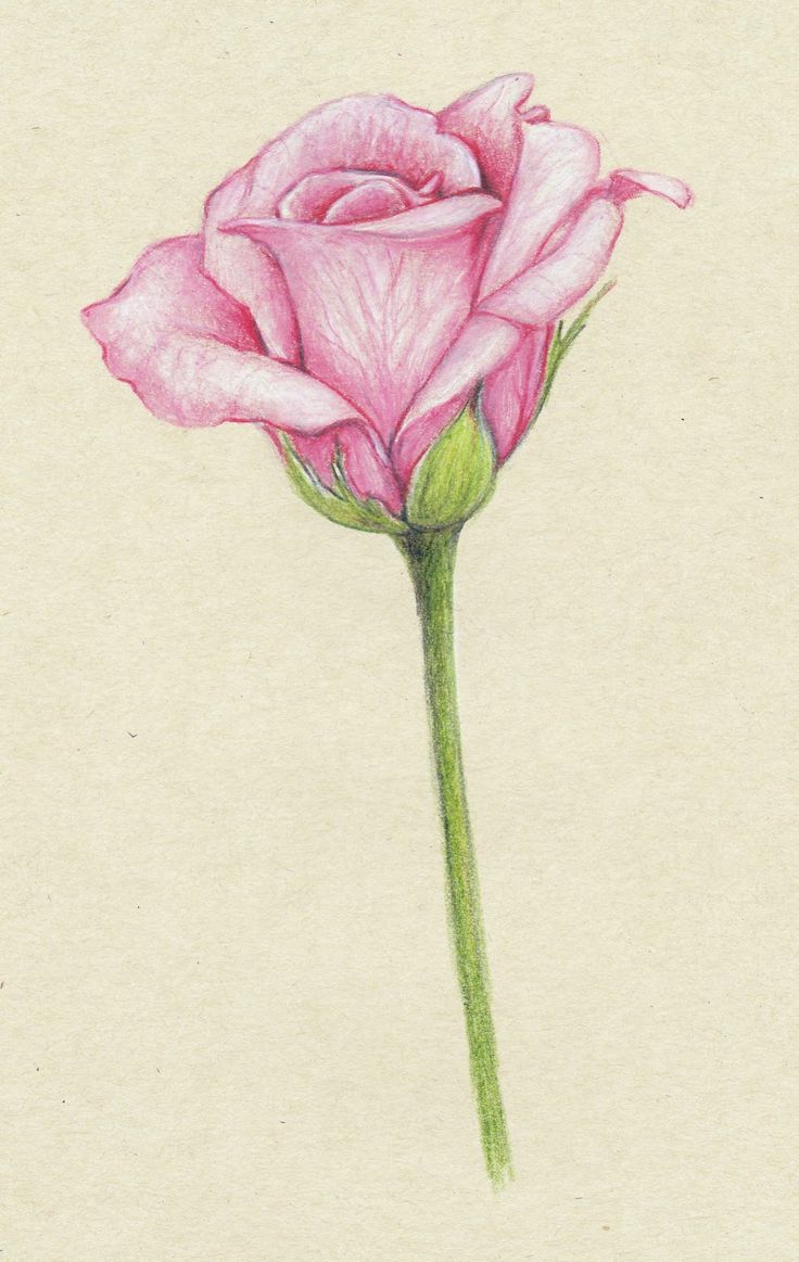 Cute Flower Drawing Modern Sketch