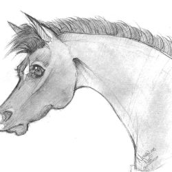 Cute Horse Drawing Amazing Sketch