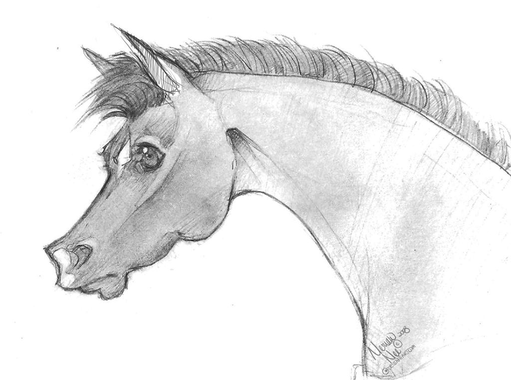 Cute Horse Drawing Amazing Sketch
