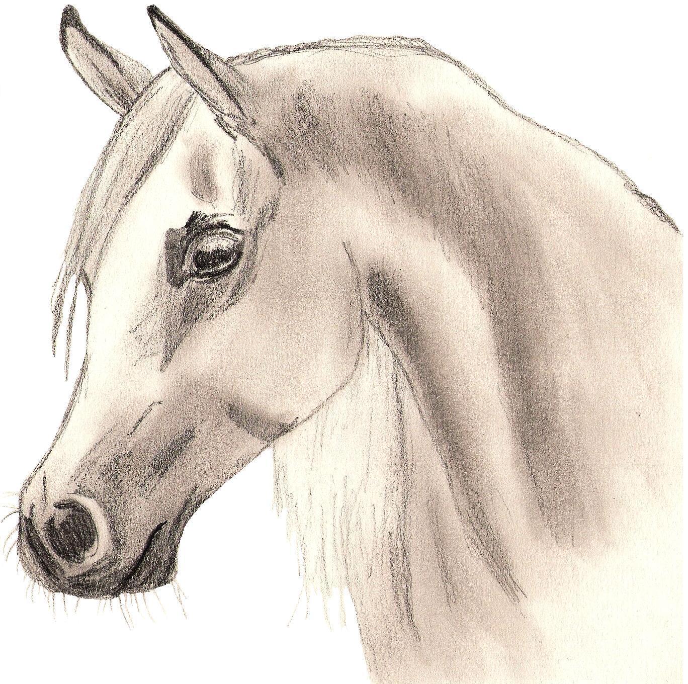 Cute Horse Drawing Stunning Sketch