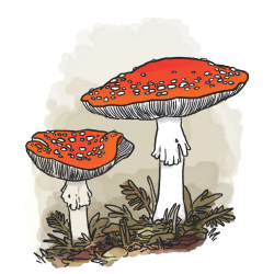 Cute Mushroom Drawing Art