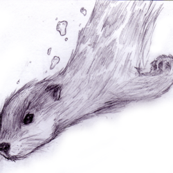 Cute Otter Drawing Detailed Sketch