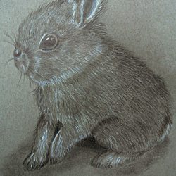 Cute Rabbit Drawing