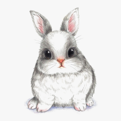 Cute Rabbit Drawing Amazing Sketch