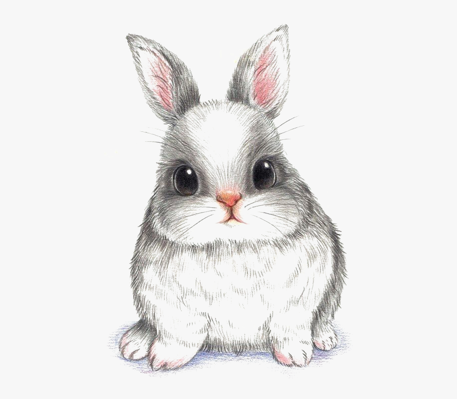 Cute Rabbit Drawing Amazing Sketch