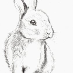 Cute Rabbit Drawing Art