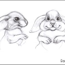 Cute Rabbit Drawing Detailed Sketch