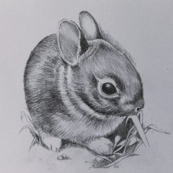 Cute Rabbit Drawing Hand drawn Sketch