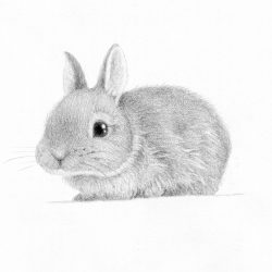 Cute Rabbit Drawing Realistic Sketch