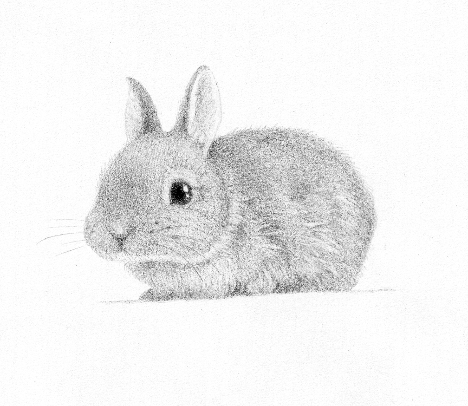 Cute Rabbit Drawing Realistic Sketch