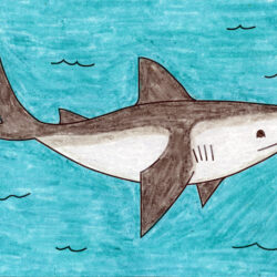 Cute Shark Drawing Amazing Sketch