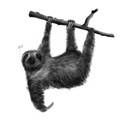 Cute Sloth Drawing Hand Drawn