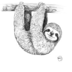 Cute Sloth Drawing Realistic Sketch