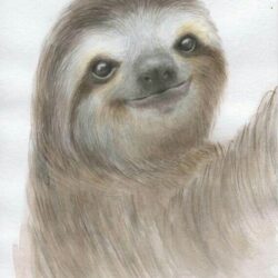 Cute Sloth Drawing Sketch